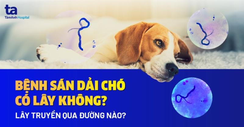 Chó Đái Ra Máu - Kinh Nghiệm Từ Chuyên Gia