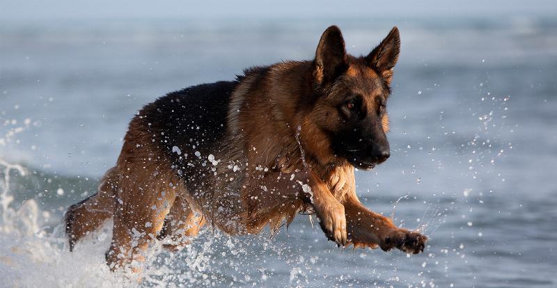 Chó German Shepherd dũng cảm