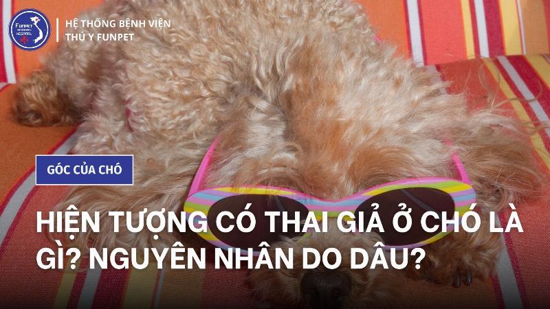 Chó không có bầu mà có sữa: Nguyên nhân