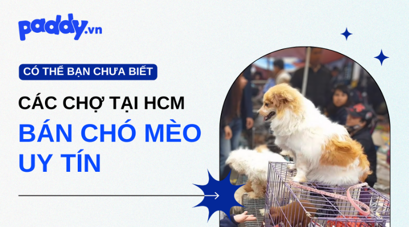 Chợ Chó Mèo Sài Gòn Bán Ở Đâu?