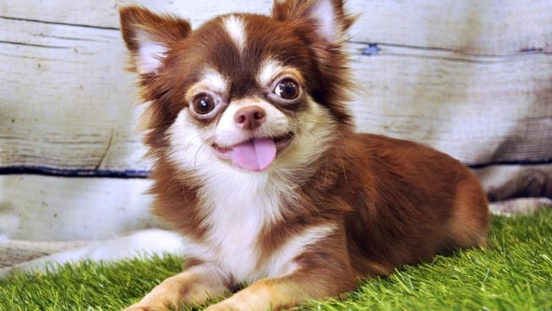 Chó Pomeranian dễ thương, lông xù