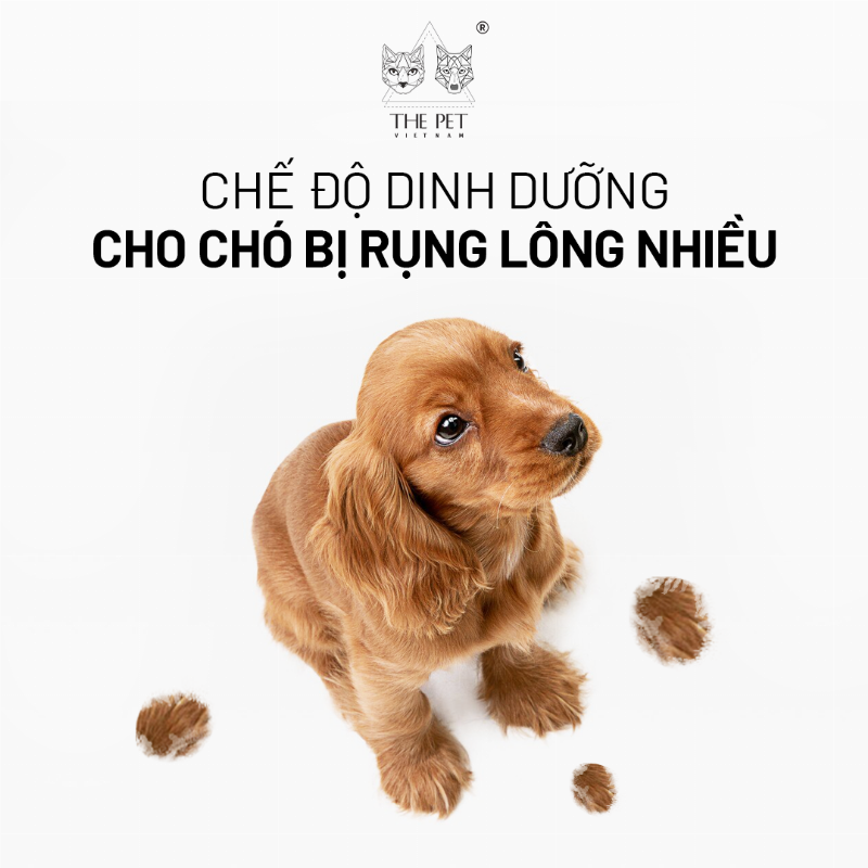 Chó Rụng Lông Do Dinh Dưỡng