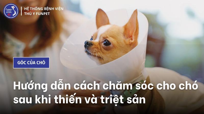 Chó sau khi triệt sản