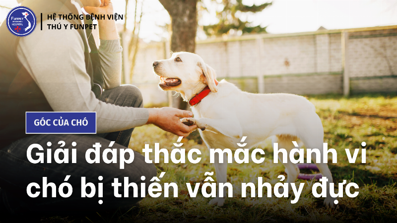 Chó thiến rồi vẫn nhảy được bác sĩ thú y kiểm tra