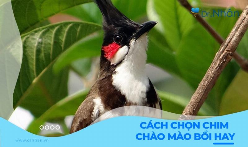 Chọn chim chào mào dựa trên bộ lông