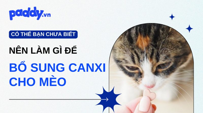 Chọn sản phẩm bổ sung canxi cho mèo