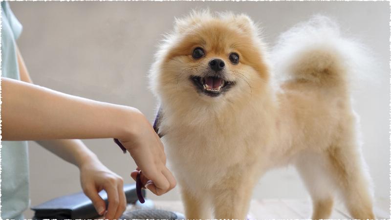 Chuẩn bị dụng cụ cắt lông chó poodle