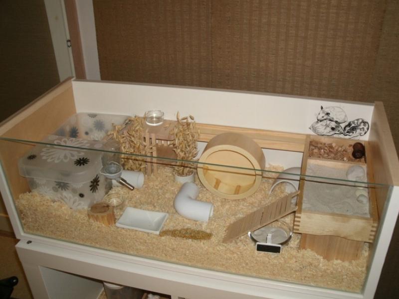 Chuột Hamster Sợ Hãi Bị Bắt