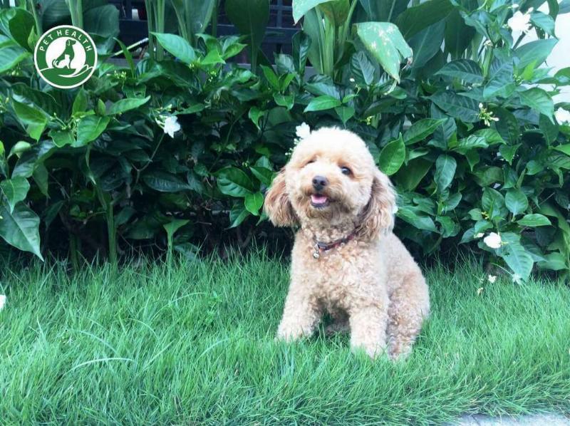 Dấu Hiệu Nhận Biết Chó Poodle Mang Thai