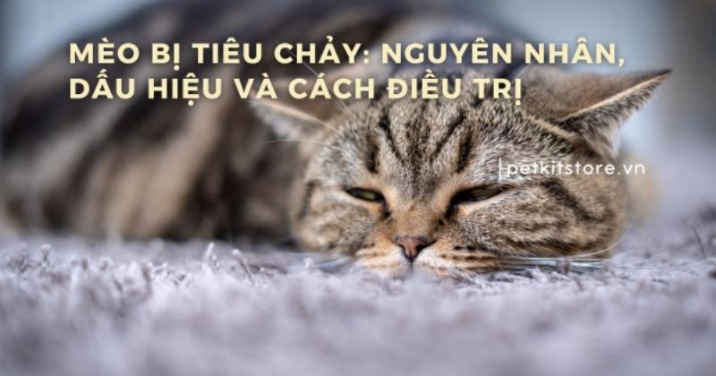 Đưa mèo bị tiêu chảy đi bác sĩ