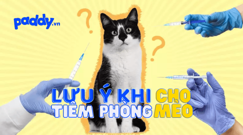 Giá tiêm vắc xin 3in1 cho mèo