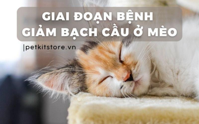 Giai đoạn bệnh bạch cầu ở mèo