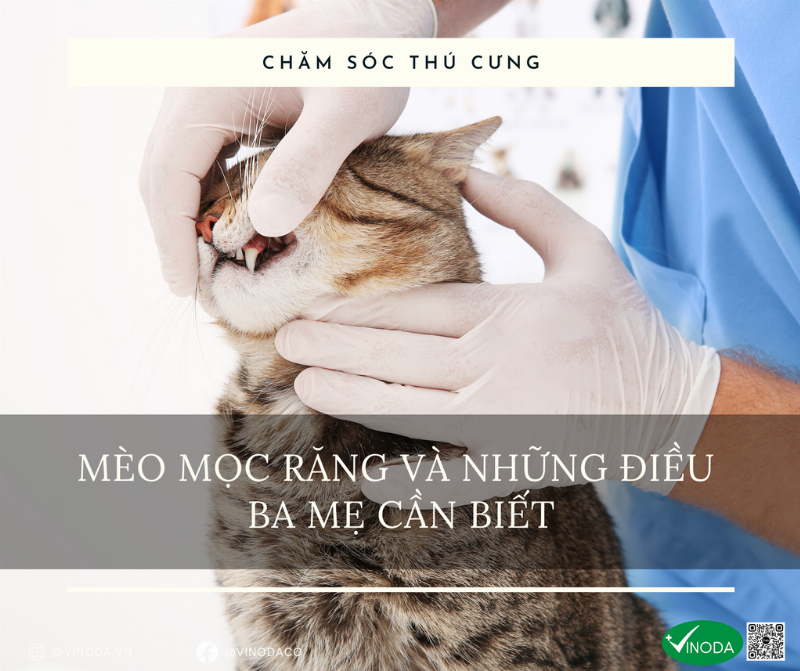 Hàm răng mèo trưởng thành