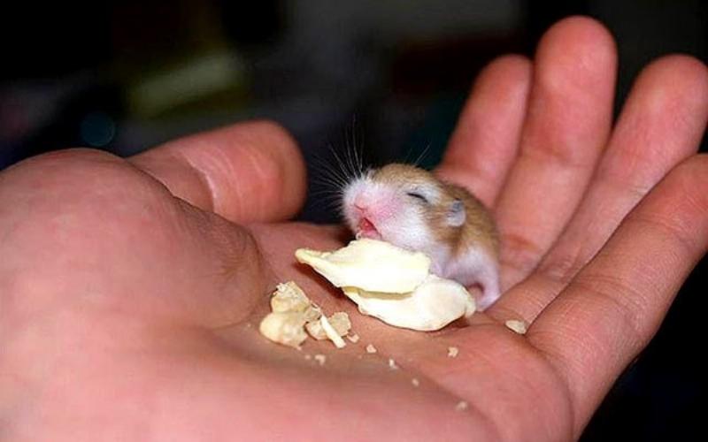 Hamster mẹ và đàn con