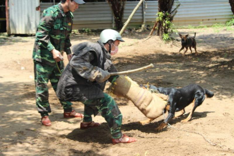 Huấn luyện chó bảo vệ