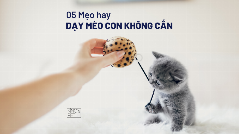 Huấn luyện mèo không cắn tay