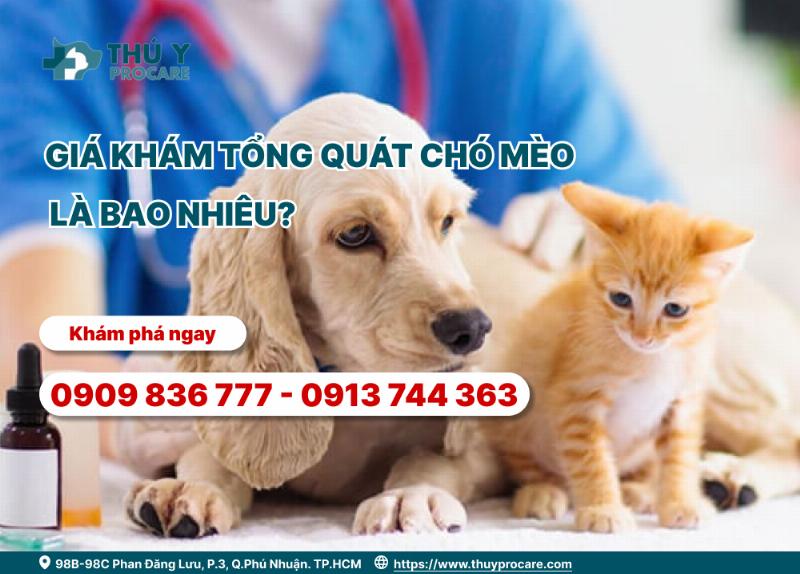 Khám sức khỏe định kỳ cho mèo