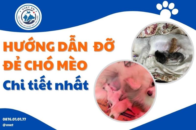 Khi nào cần liên hệ với bác sĩ thú y?