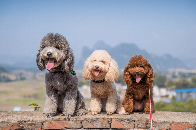 Lỗi thường gặp khi cắt lông chó poodle