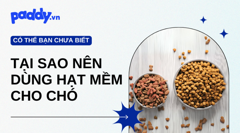 Lưu ý khi sử dụng thức ăn hạt cho chó