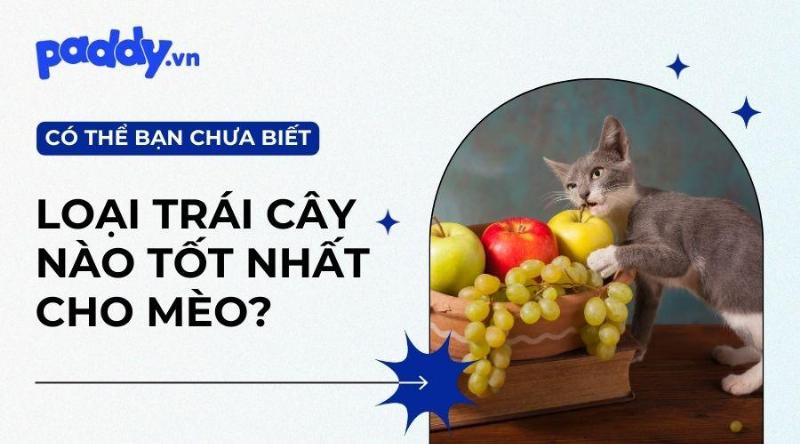 Mèo ăn xoài sấy được không? Hình ảnh túi xoài sấy và một con mèo.