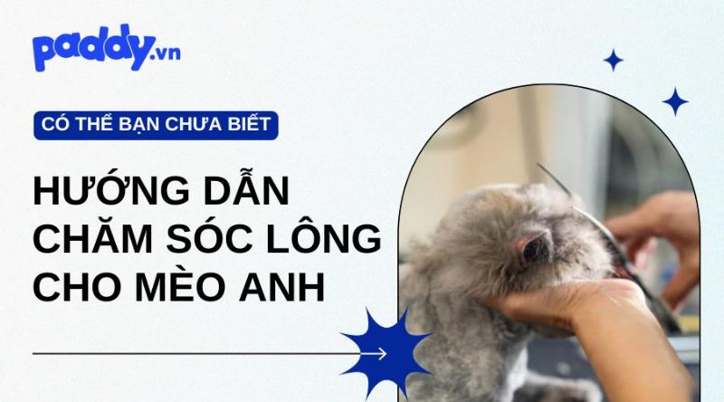 Mèo Anh Lông Dài Được Chăm Sóc Kỹ Lưỡng