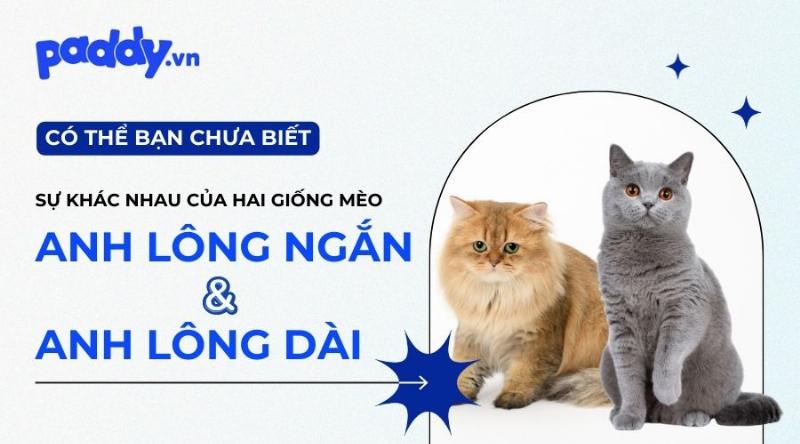 Mèo Anh Lông Dài Nhập Khẩu Châu Âu