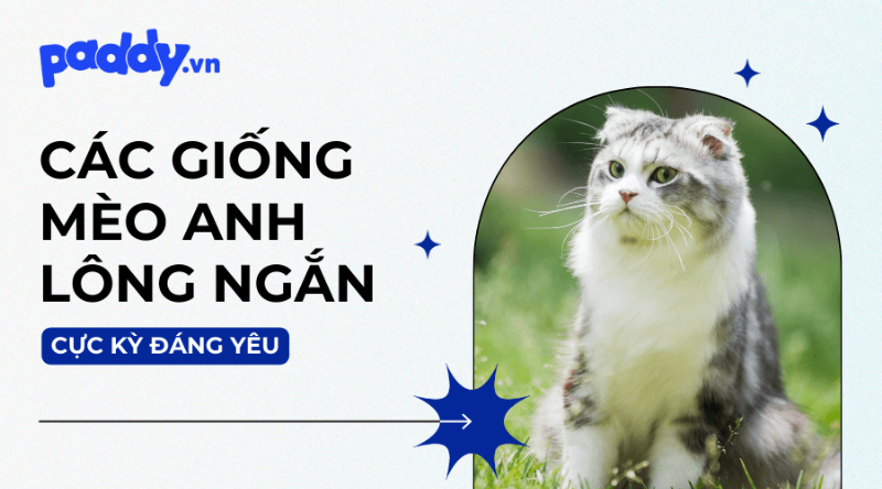 Mèo Anh Lông Ngắn Chơi Đùa