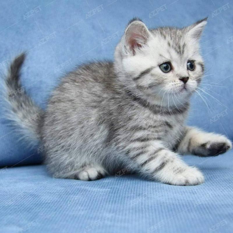 Mèo Anh Lông Ngắn Silver Tabby Khám Sức Khỏe