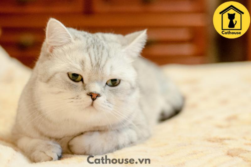 Mèo Anh Lông Ngắn Silver Tabby Mắt Xanh