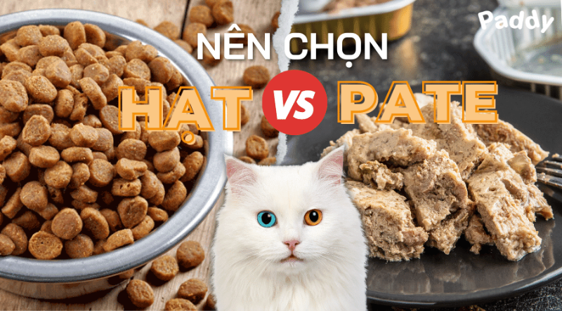 Mèo béo phì do ăn nhiều hạt