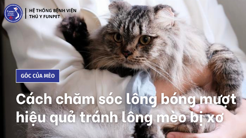 Mèo bị bẩn ở lông