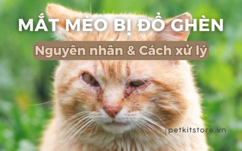 Mèo Bị Đổ Ghèn Mắt: Cách Chữa Trị