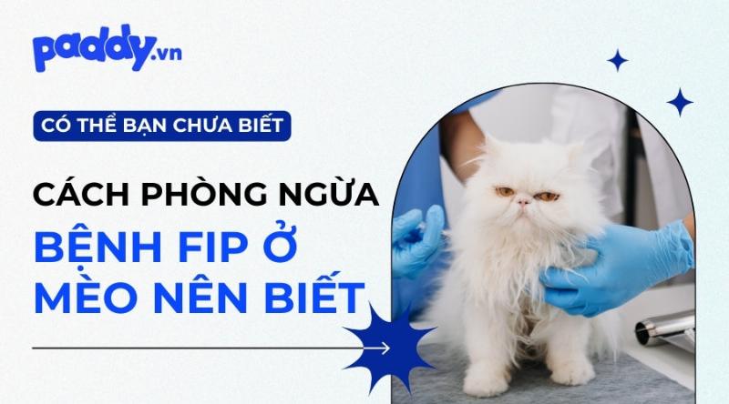 Mèo bị FIP đang chơi