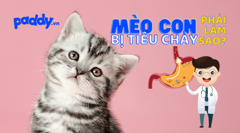 Mèo bị tiêu chảy phải làm sao?