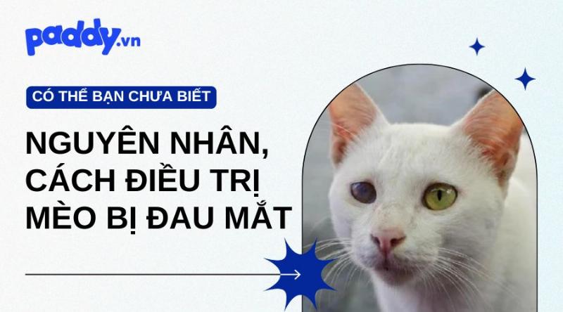 Mèo bị viêm mắt