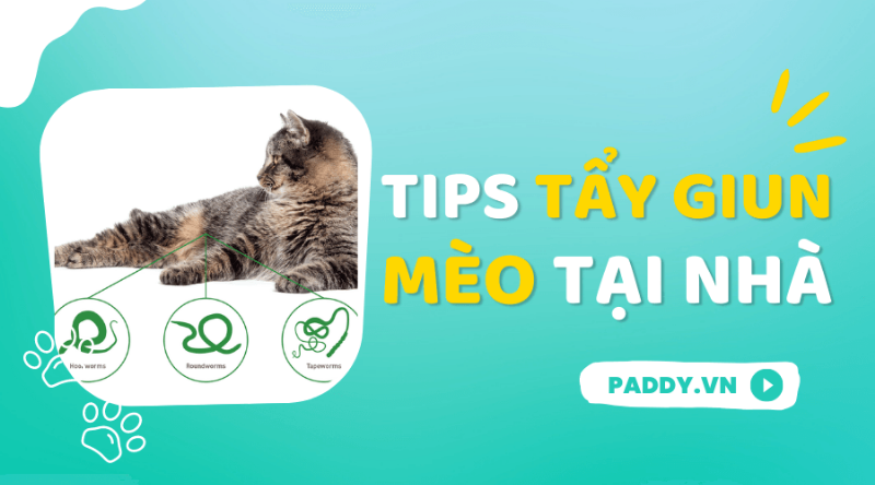 Mèo con 2 tháng tuổi nhiễm giun sán