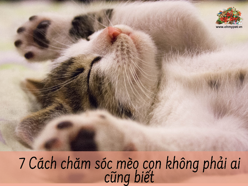 Mèo con được giữ ấm