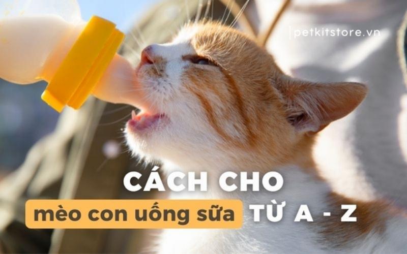 Mèo con uống sữa