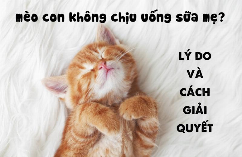 Mèo con uống sữa mẹ