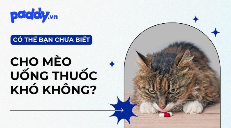 Mèo đang uống thuốc