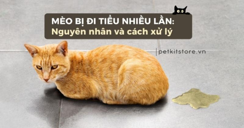 Mèo đi tiểu nhiều lần - chẩn đoán