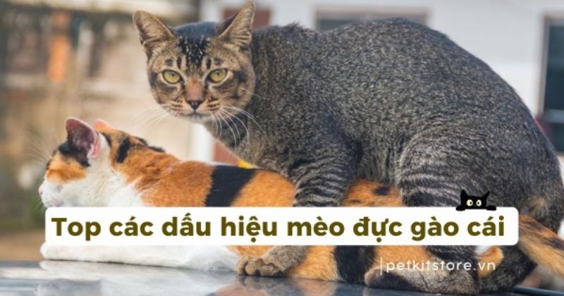 Mèo đực bị bệnh đang gào