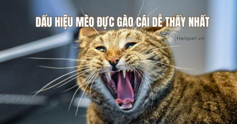 Mèo đực đang gào về đêm