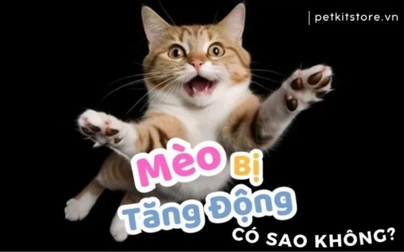 Mèo đực khám phá thế giới xung quanh