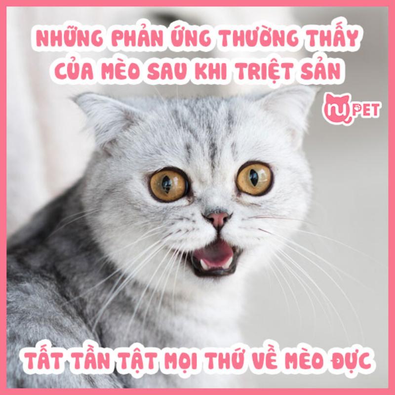 Mèo đực khỏe mạnh sau triệt sản