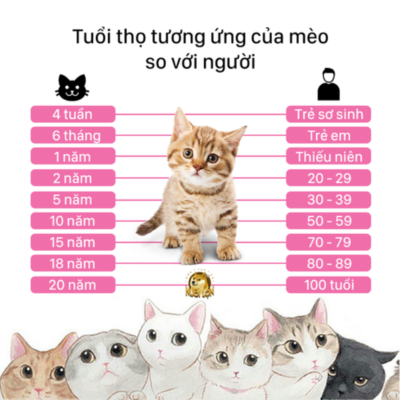 Mèo đực trưởng thành