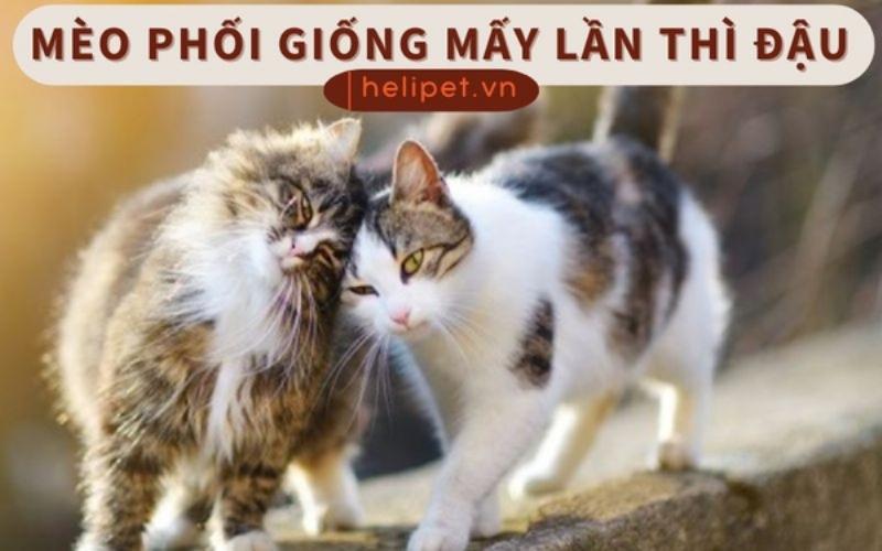 Mèo giao phối lần 2 khi nào: Lưu ý và lời khuyên