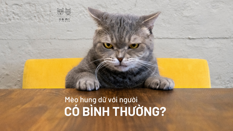 Mèo hung dữ cắn người