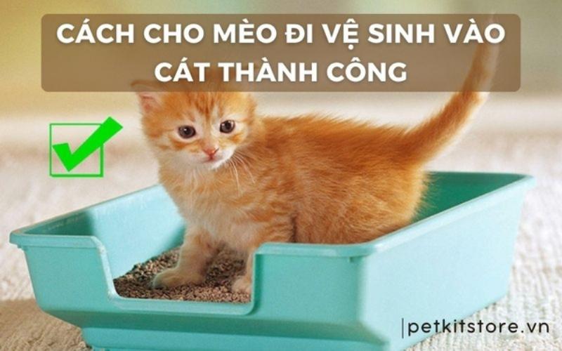 Mèo làm quen với khay vệ sinh